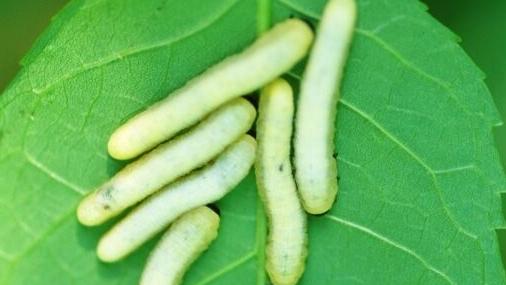 Sarah Browning: Ash sawflies making presence felt